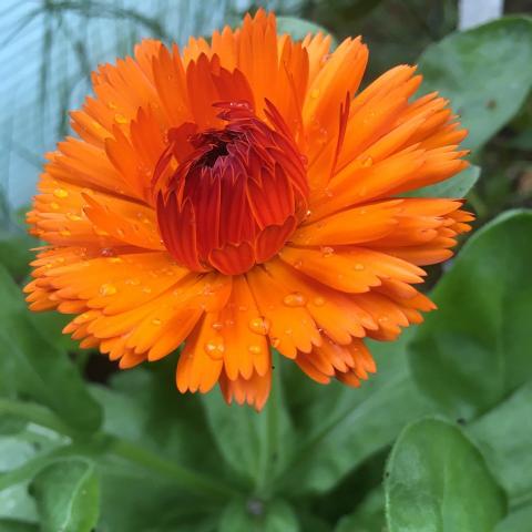Calendula, Pacific Beauty Mix