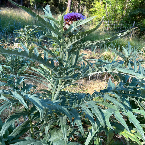 Cardoon