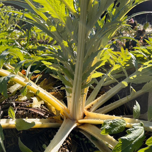 Cardoon
