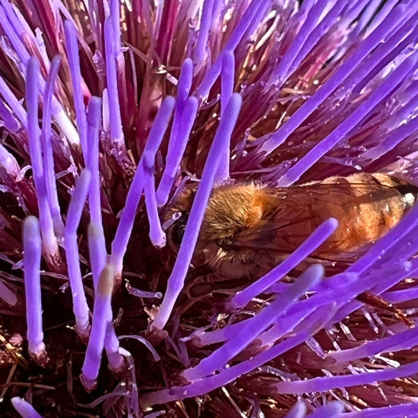 Cardoon