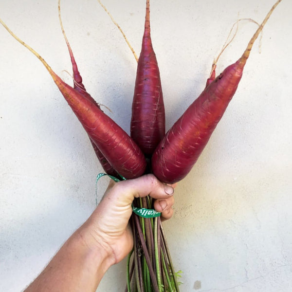 Carrot, Cosmic Purple