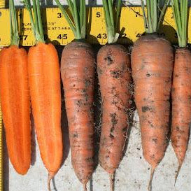 Carrot, Kuroda Chantenay
