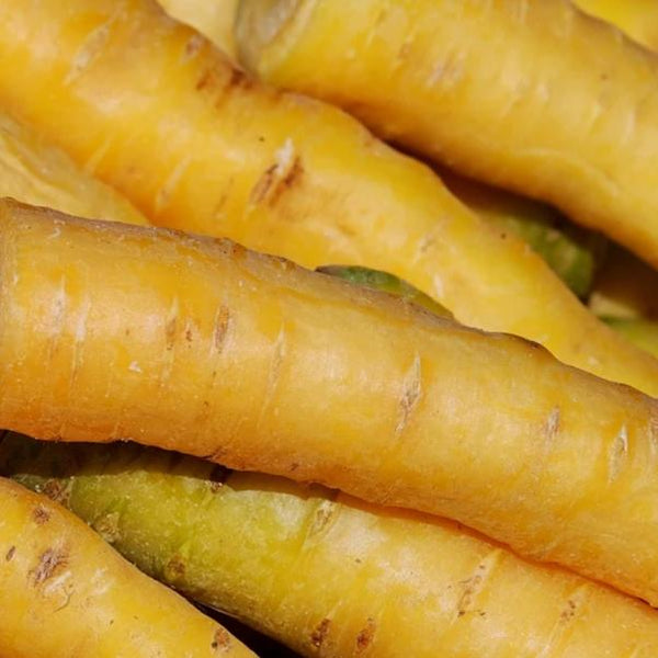 Carrot, Yellowstone