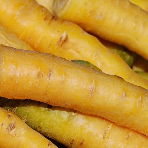 Carrot, Yellowstone