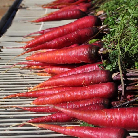 Carrot, Cosmic Purple