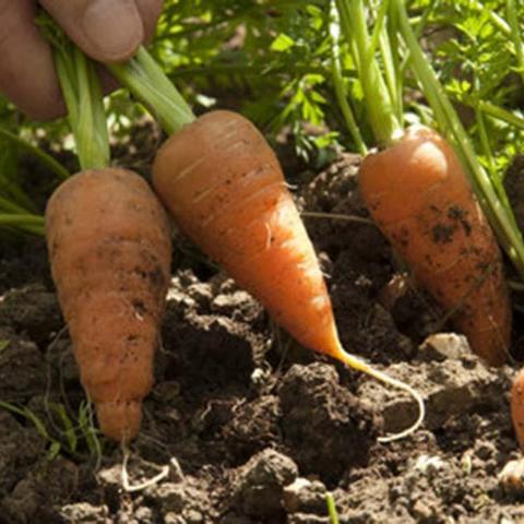 Carrot, Kuroda Chantenay