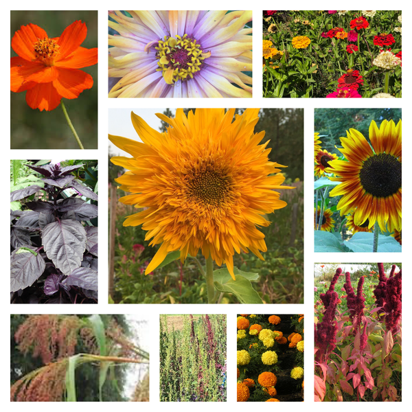 Celebration Collection, organic, cut flower