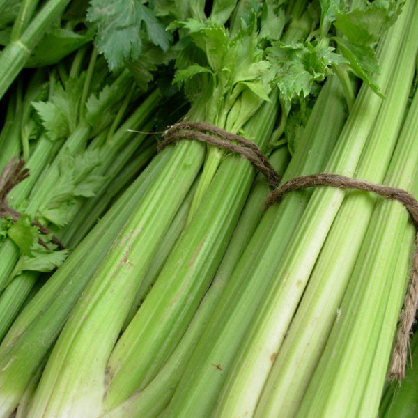 Celery, Tall Utah