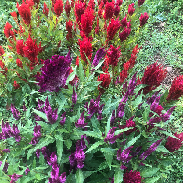 Celosia, Century Mix