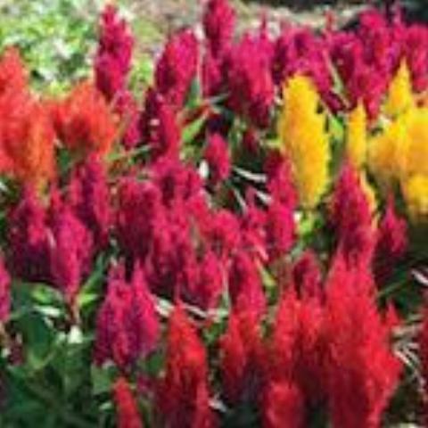 Celosia, Century Mix