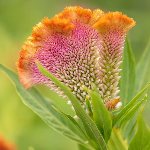 Salmon Mix Celosia, organic, non-gmo, cut flower