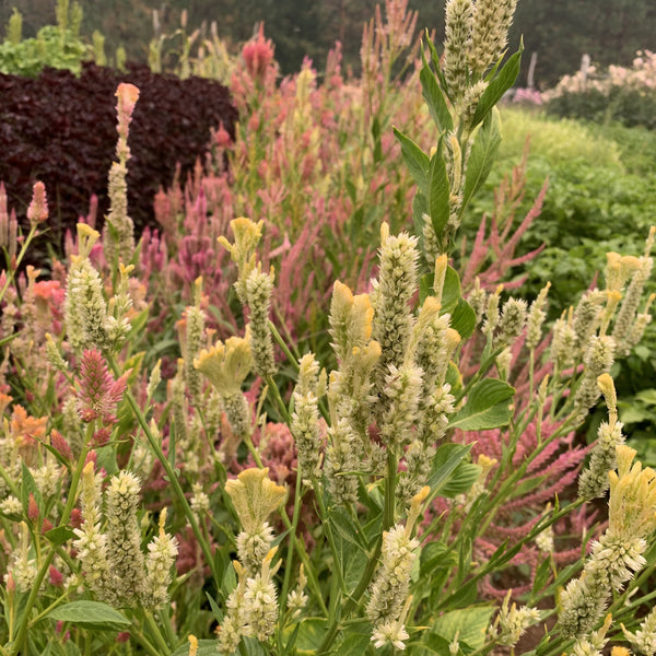 Celosia, Texas Plume Summer Sherbert Mix, Organic, Cut Flower
