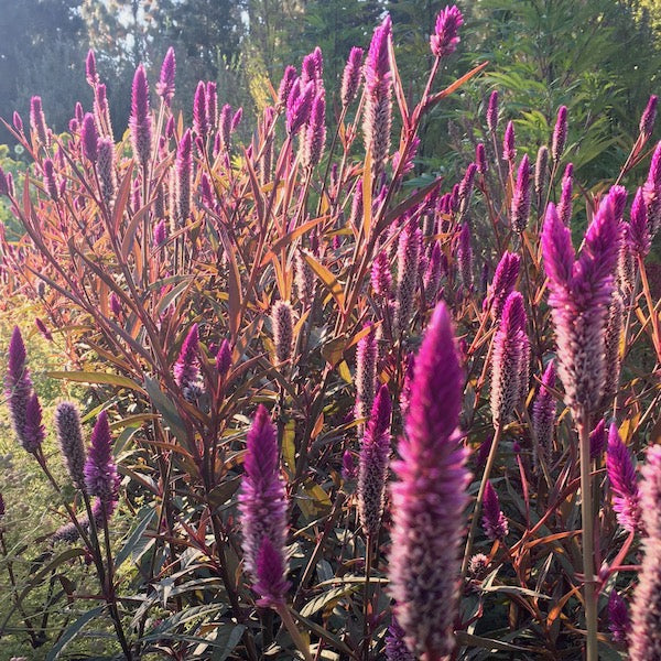 Purple Tassels Celosia, organic, open pollinated, cut flower