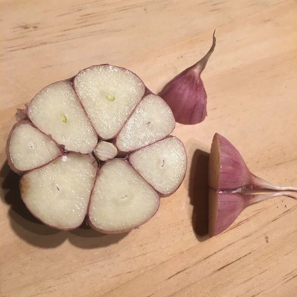 Garlic, Chesnok Red Purple Stripe - Certified Organic