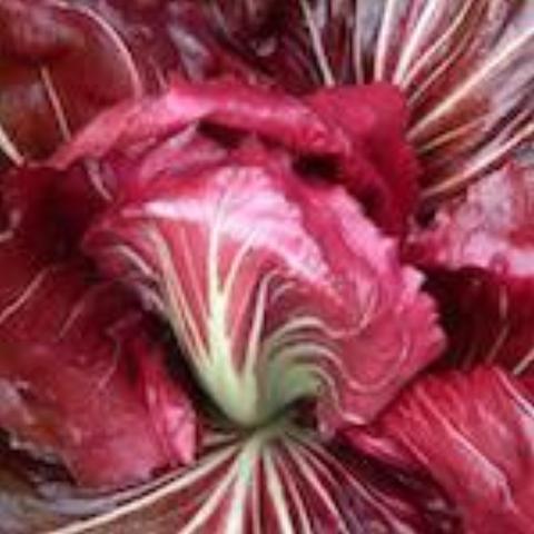 Chicory, Palla Rossa Radicchio