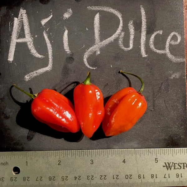 Aji Dulce Chili, organic, open pollinated, heirloom