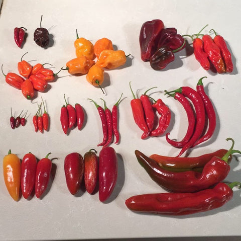 Chili Lover's Bundle