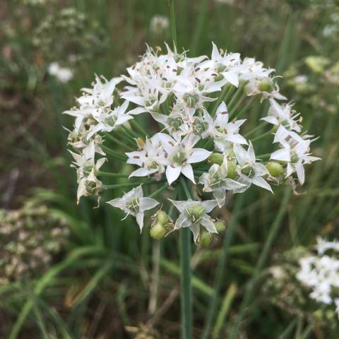 Chives, Chinese Garlic