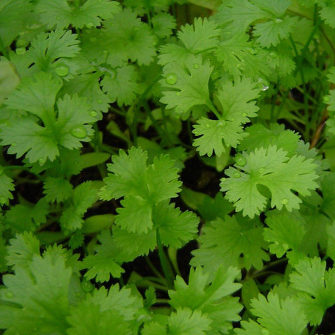 Cilantro, Sunmaster