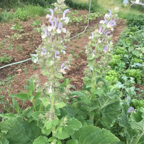 Clary Sage