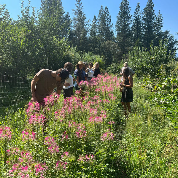 Cleome, Rose Queen