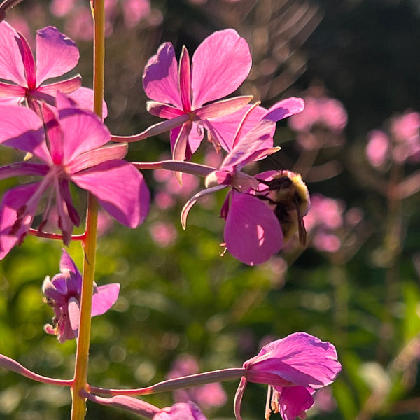 Cleome, Rose Queen