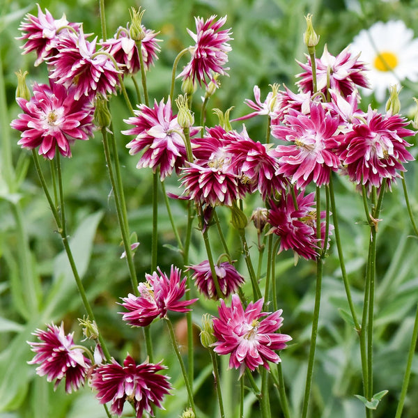 Columbine, Barlow Mix, Organic, Cut Flower