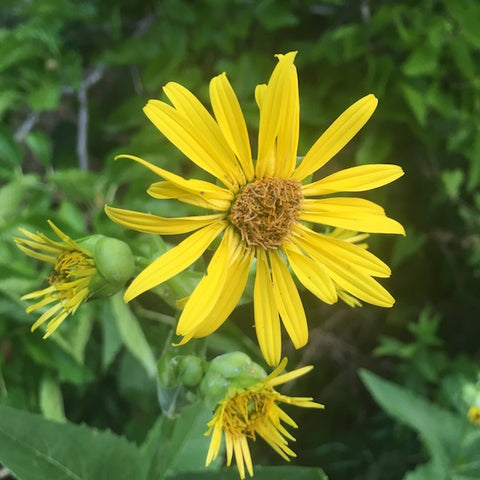 Cup Plant