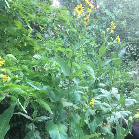 Cup Plant