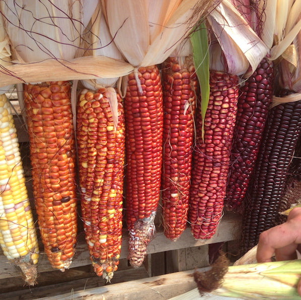 Corn, Sunrise