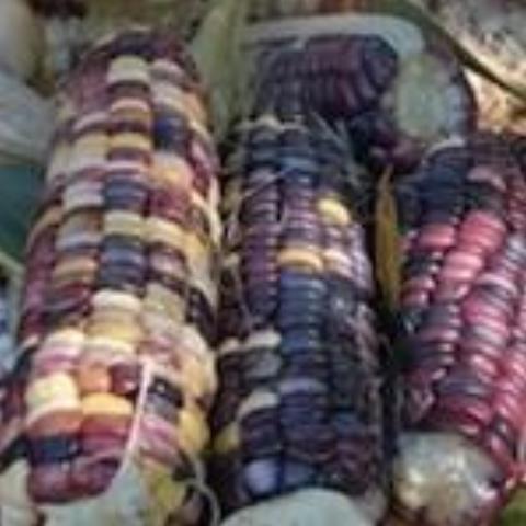 Corn, Festivity, Sweet