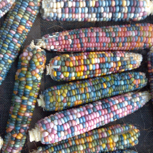 Corn, Glass Gem, Flint