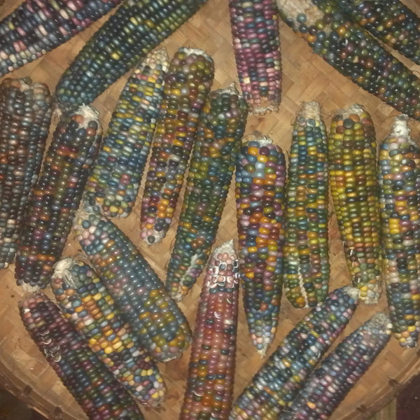Corn, Glass Gem, Flint