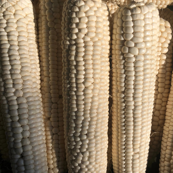 Corn, Maiz Concho