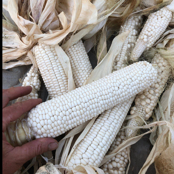 Corn, Maiz Concho