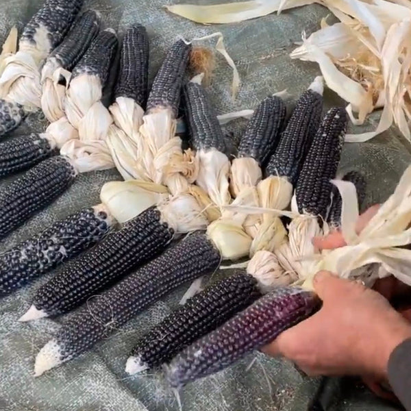 Corn, Oregon Blue, Flour