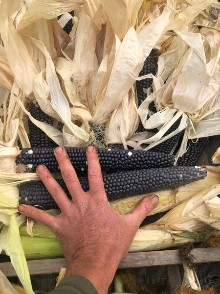Corn, Oregon Blue, Flour