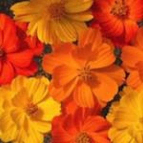 Bright Lights Cosmos, organic, open pollinated, cut flower