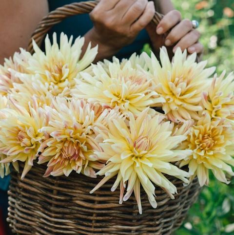 Dahlia, Cabana Banana, organic, open-pollinated, cut flower