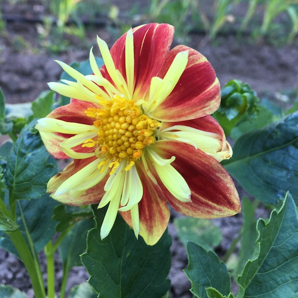 Harlequin Mix Dahlia, organic, open pollinated, cut flower