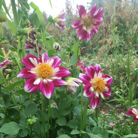 Harlequin Mix Dahlia, organic, open pollinated, cut flower