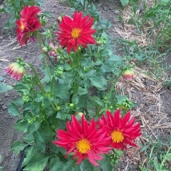 Stargazer Dahlia, organic, open pollinated, cut flower