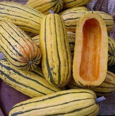 Winter Squash, Delicata, Zeppelin