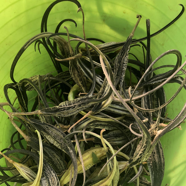 Devil’s Claw