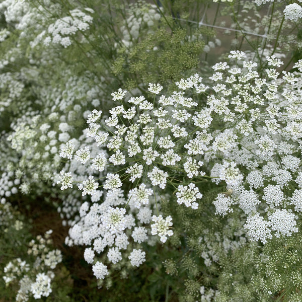 Dill, White, Organic, Cut Flower