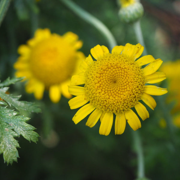 Dyer's Chamomile, Organic