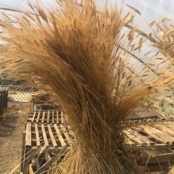 Wheat, Einkorn Greek