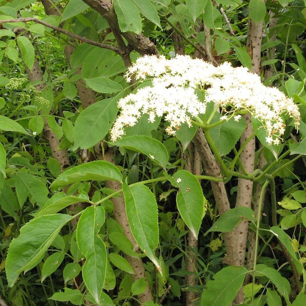 Black Elderberry, organic, open pollinated, permaculture