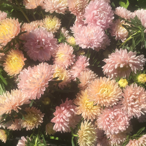 Color Palette Bundle, Blush