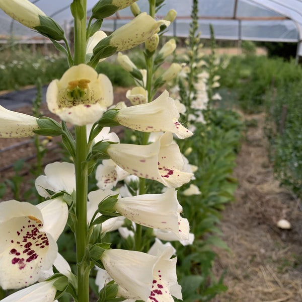 Foxglove Mix, Organic, Cut Flower